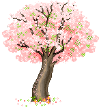 cherry blossom