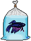 fish in bag