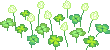 clover