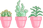 pink potted plants