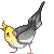 nymphensittich
