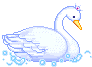 swan